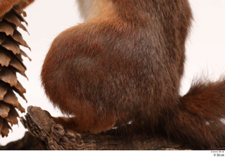 Squirrel  2 leg 0010.jpg